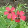 linum rubrum