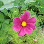 cosmos