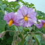 potato flowers 