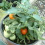 red tomato...... so exciting!!!!
