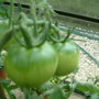 big green tomato