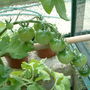 green tomatoes