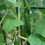 cucumbers