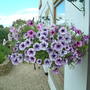 hanging baskets out by the front door
