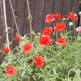 Corn Poppys (Papaver rhoeas (Corn poppy))