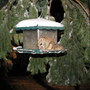 Flying Squirrel- Northern Idaho