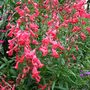 Penstemon 'Geoff Hamilton' (Penstemon)