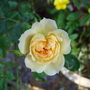 A garden flower photo