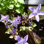 A garden flower photo