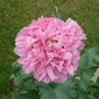 Poppy