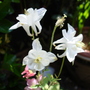 A garden flower photo