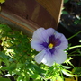 A garden flower photo