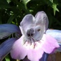 Penstemon (Penstemon)