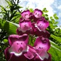Penstemon (Penstemon)