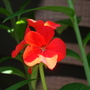 DSC02091.jpg