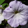 DSC02093.jpg
