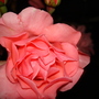 A garden flower photo