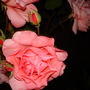 A garden flower photo
