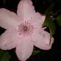 A garden flower photo
