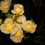 A garden flower photo
