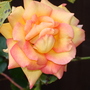 A garden flower photo