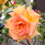 A garden flower photo