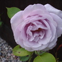 A garden flower photo
