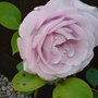 A garden flower photo