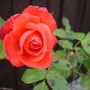 A garden flower photo