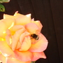 A garden flower photo
