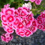 A garden flower photo