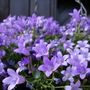 A garden flower photo