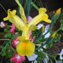 A garden flower photo