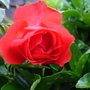 A garden flower photo