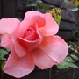 A garden flower photo