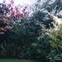 A garden flower photo
