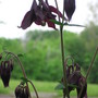 columbine (aquilegia)