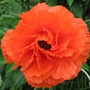 poppy (Papaver orientale (Oriental poppy))