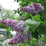 lilac (Syringa vulgaris (Common lilac))