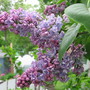 lilac (Syringa vulgaris (Common lilac))
