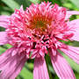 Coneflower "Double Pink Delight"