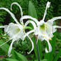 Peruvian Daffodils (Hymenocallis narcissiflora, Syn. H. calathina, Ismene calathina)
