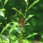 Viceroy on Black Pussy Willow