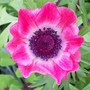 A garden flower photo (Anemone coronaria (Poppy anemone))