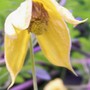 18_6_11.jpg (Clematis tangutica)