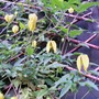 18_6_10.jpg (Clematis tangutica)