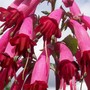 12_6_7.jpg (Phygelius aequalis (Cape fuchsia))