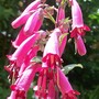 12_6_6.jpg (Phygelius aequalis (Cape fuchsia))