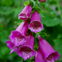 Foxglove (Digitalis lutea (foxglove))
