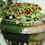 Coleus raised from seed in a wall planter.June 2008. (Solenostemon scutellariodes)